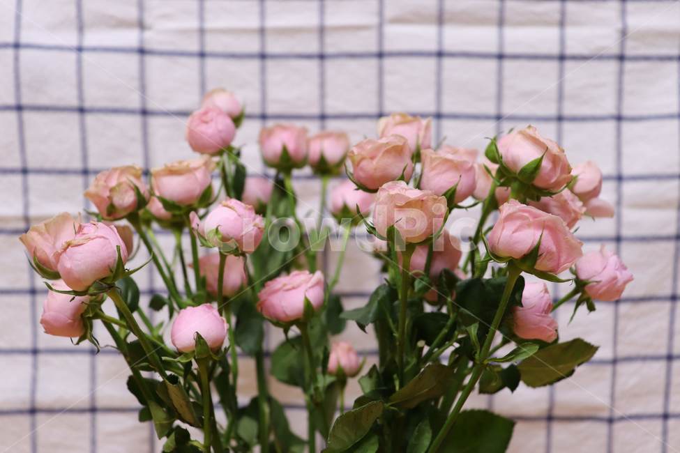 plant,식물,flower,blossom,꽃,분홍,pink,장미,분홍색,rose