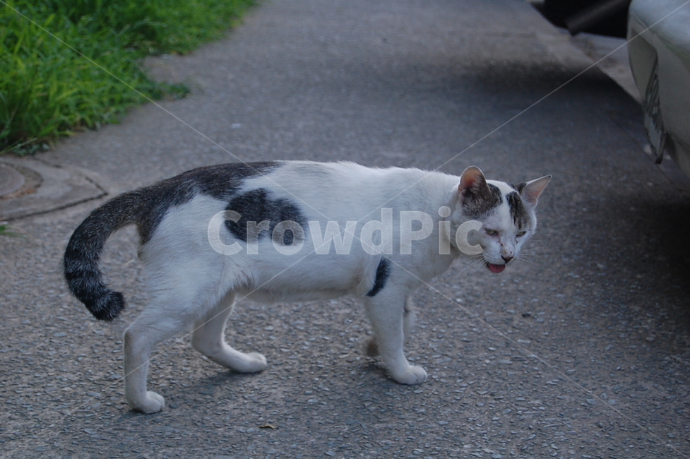 길고양이,옛날아파트,얼룩고양이,귀찮음,힘듦,동물,animal,포유류,mammal,고양이,cat,kitten,kitty