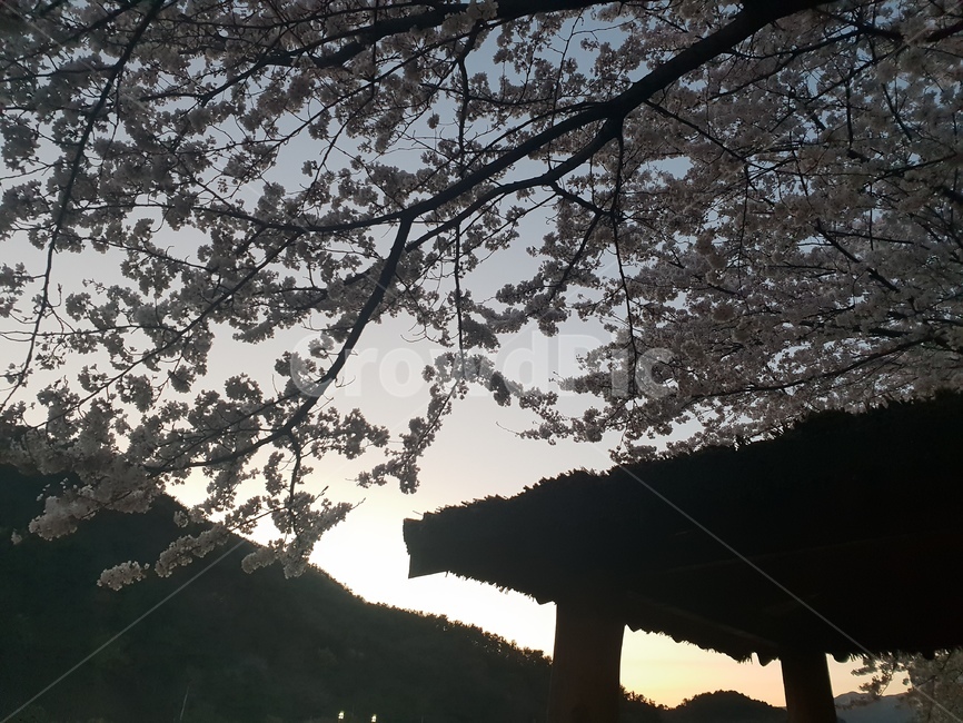 감성,벚꽃,봄,저녁,잔잔한,여유로운,자연,풍경,노을,향수,정자,휴식,봄,계절,spring,season,자연,풍경,nature,landscape,plant,식물