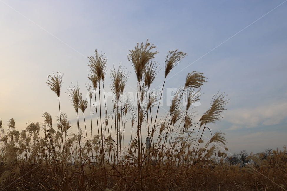 억새,풀,억새풀,식물,벼과,벼과식물,자연,풍경,두영,겨울,식물,자연,plants,nature