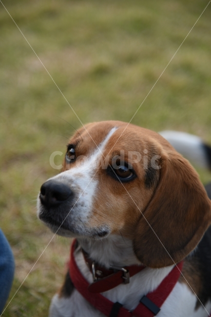 강아지,애견,비글,반려견,강아지사진,개,공원,산책,동물,animal,개,강아지,dog,doggy,포유류,mammal