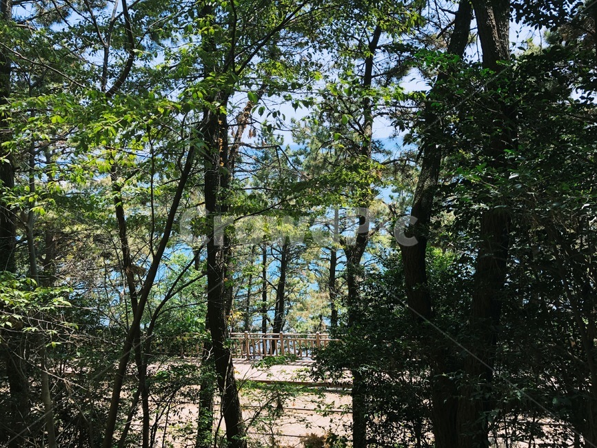산,산하늘,소나무,나무,산나무,자연경관,자연,하늘,구름,해,햇빛,바다,숲,나무숲