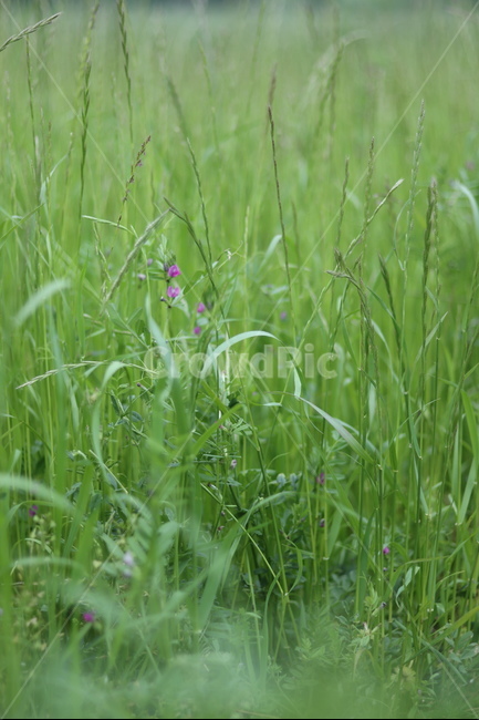 풀,잡초,초록,봄,흐림,식물,자연,plants,nature