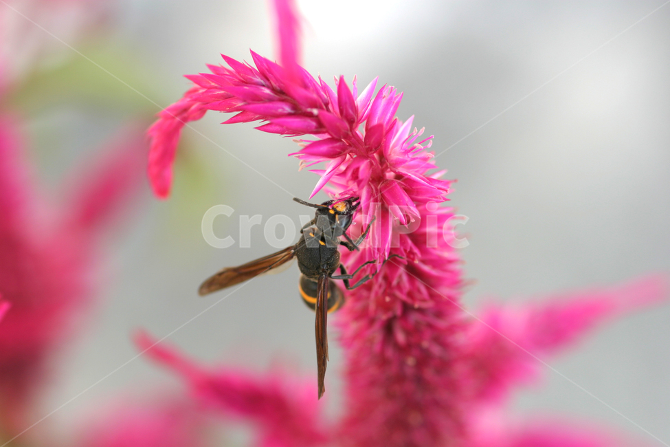 꽃,꽃사진,벌,핑크색,맨드라미,동물,animal,곤충,벌레,insect,bug
