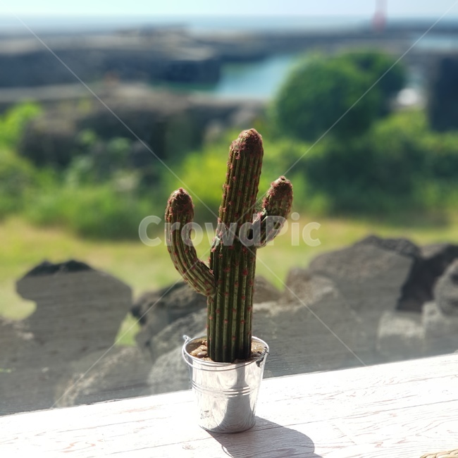 선인장,카페,cactus,힐링,현무암,제주도카페,인테리어,식물,plant,자연풍경,풍경,휴식
