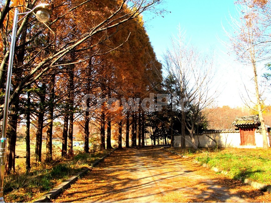 가을,전주,korea,koreamaple,단풍,가을,계절,fall,autumn,season,자연,풍경,nature,landscape,한국자연풍경,한국자연경관,korea nature landscape,plant,식물,tree,나무
