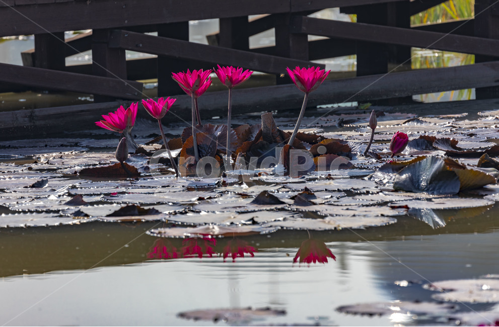 수련,연꽃,연,수상식물,습지,연못,반영,식물,에이트런스,청순,부엽식물,flower,식물,자연,plants,nature