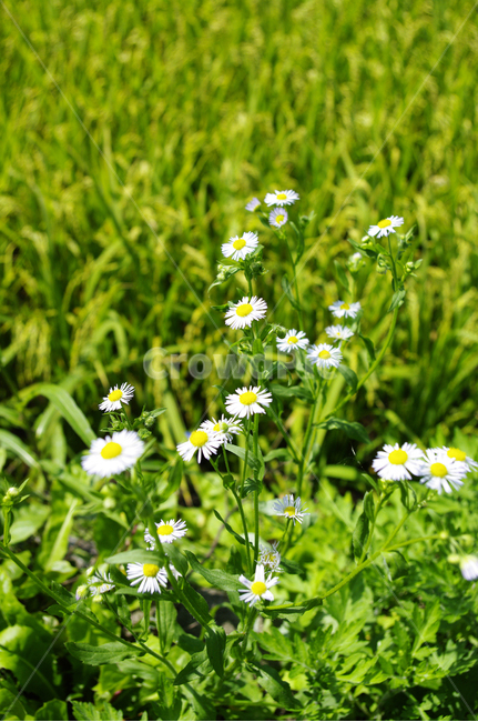 꽃,식물,flower,plant,개망초,식물,자연,plants,nature,꽃,flower