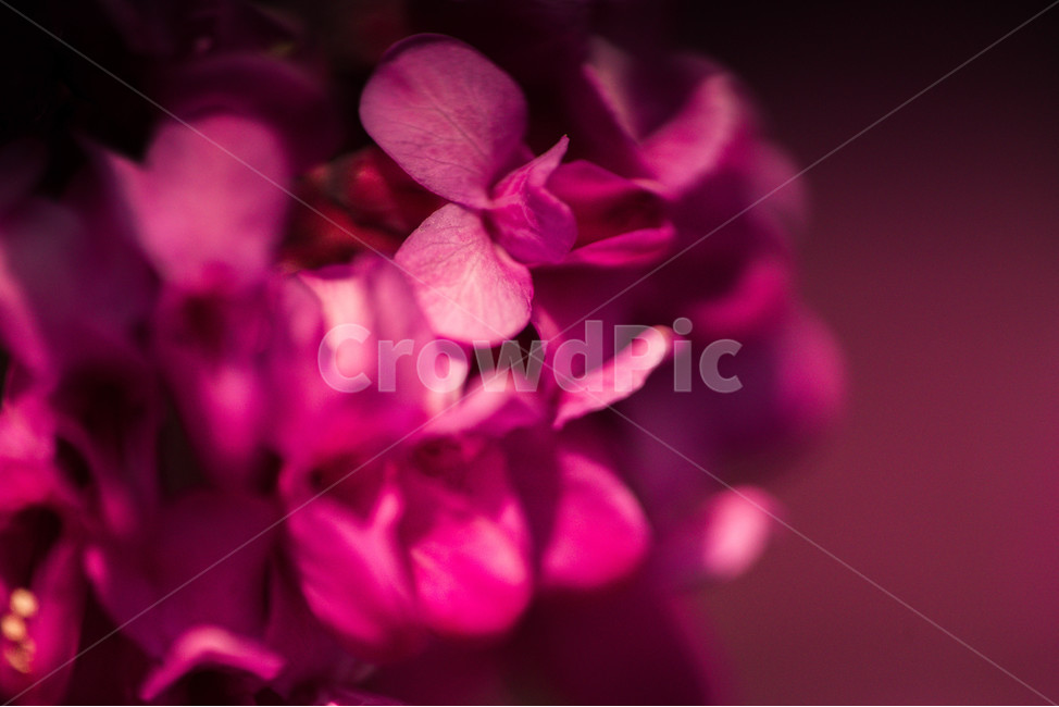 접사,꽃,봄,예쁜꽃,출사,식물,자연,plants,nature,꽃,flower,색깔,색상,색채,색감,color sense,color sensitivity,feeling of color