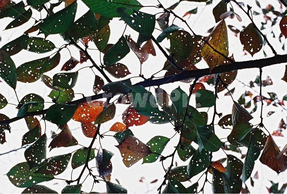 나뭇잎,벌레,leaf,구멍,나무,식물,자연,plants,nature