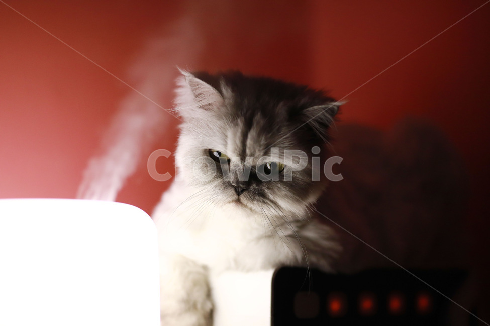 고양이,회색고양이,페르시안친칠라,집고양이,가습기,cat,반려묘,동물,animal,포유류,mammal,고양이,cat,kitten,kitty
