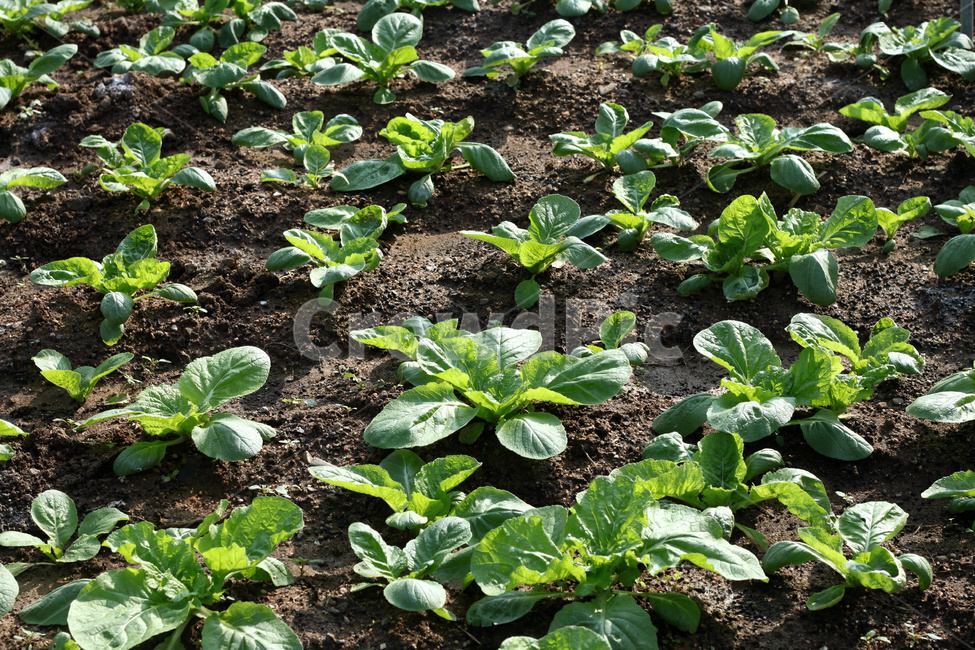 배추밭,배추,배추농사,배추재배,텃밭,채소,농업,농사,agriculture,farming,farming industry
