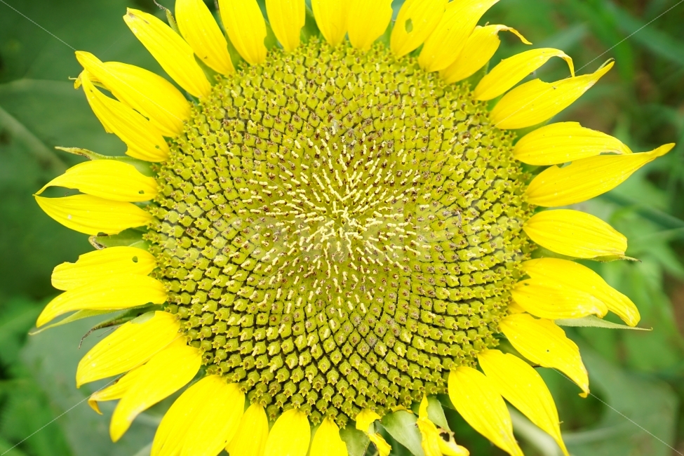 해바라기,해바라기꽃,꽃,꽃사진,플라워,flower,flowers,sunflower,자연,nature,식물,plant,이파리,꽃잎,감성,감성사진,힐링,힐링사진,스냅,스냅사진,스넵,스넵사진,snap,snapshot,느낌,분위기,여름,summer,8월,여름꽃,feel,feeling,계절,season,화단,꽃밭,노랑색,노란색,색깔,칼라,color,색감,한국의자연,한국자연,korea,초가을,늦여름,autumn,fall,9월,September,가을꽃,여름,계절,summer,season,식물,자연,plants,nature,꽃,flower,blossom
