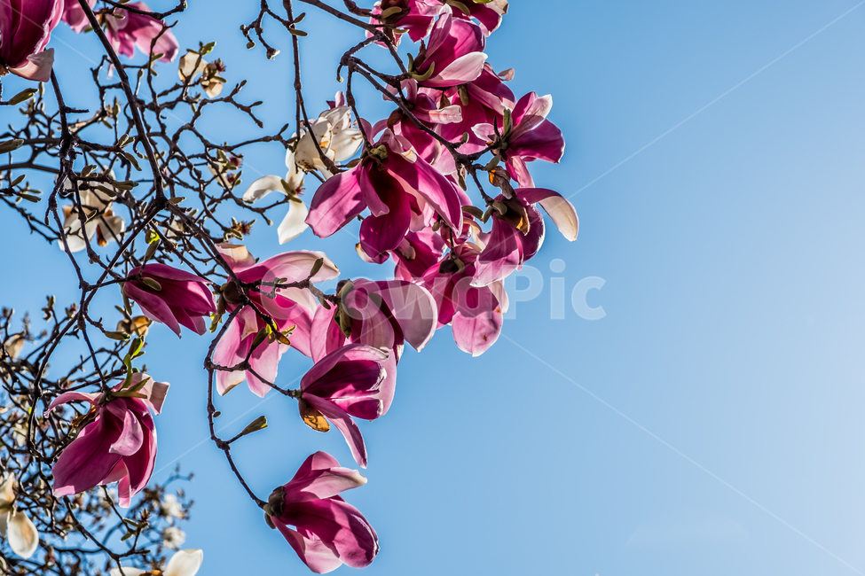 꽃,봄,목련,생화,적목련,flower,spring,식물