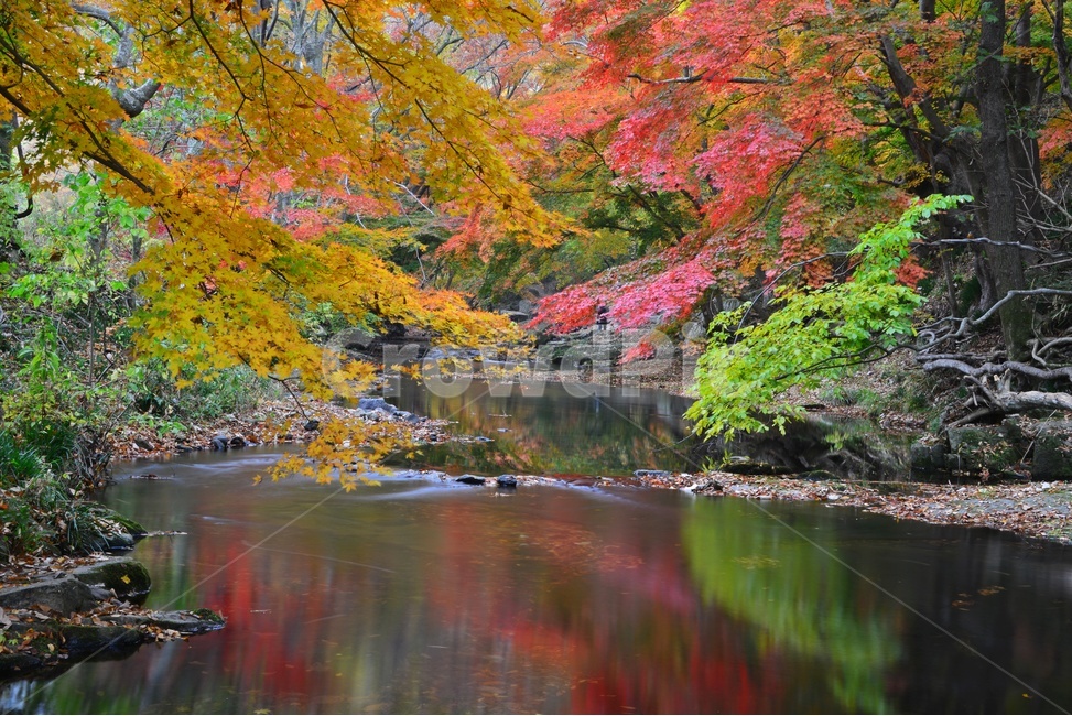 tree,나무,plant,식물,maple,leaf,잎,water,물,nature,자연,outdoors,옥외,고창,선운사,선운사가을,도솔천,가을,계절,추색,만추,단풍,반영,가을,계절,fall,autumn,season