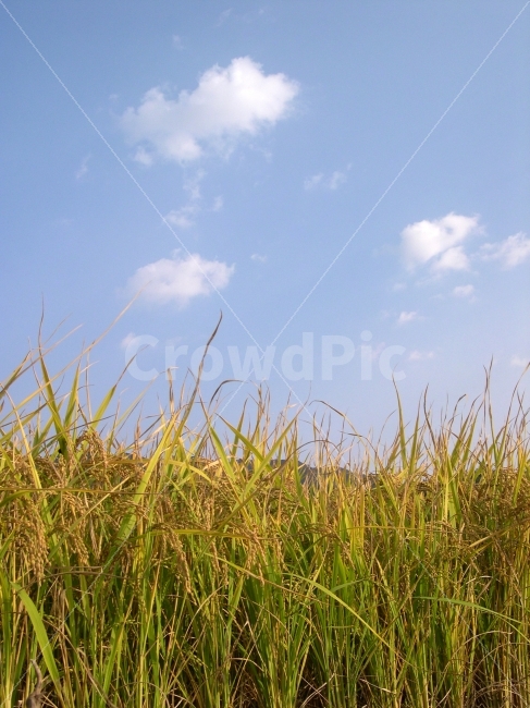 벼,추수,쌀,가을,수확,식량,자연,풍경,nature,landscape,grass,잔디,plant,식물,vegetation,초목