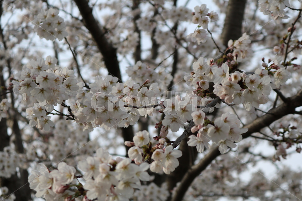 plant,식물,blossom,꽃,flower,벚꽃