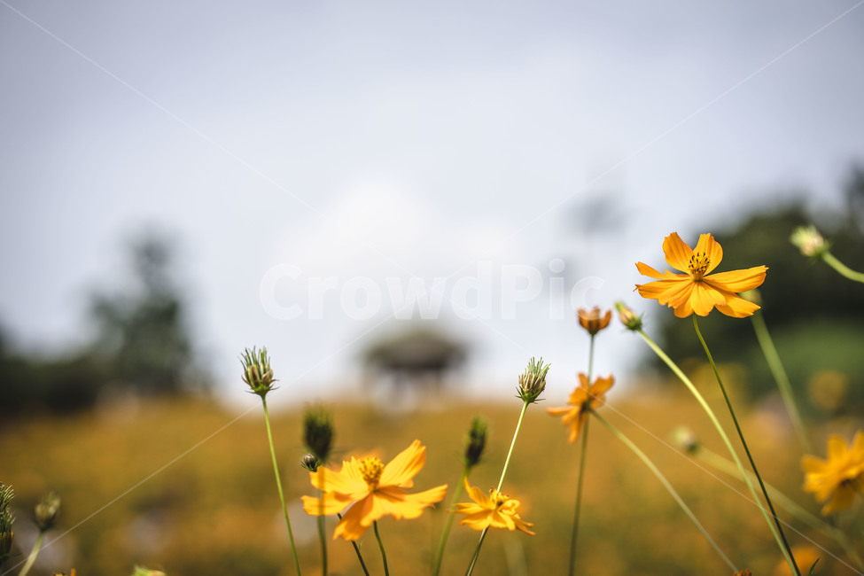 식물,공원,들꽃마루,코스모스,황화코스모스,자연,꽃,클로즈업,landscape,flower,plant,closeup,cosmos,가을,계절,fall,autumn,season,식물,자연,plants,nature,꽃,flower
