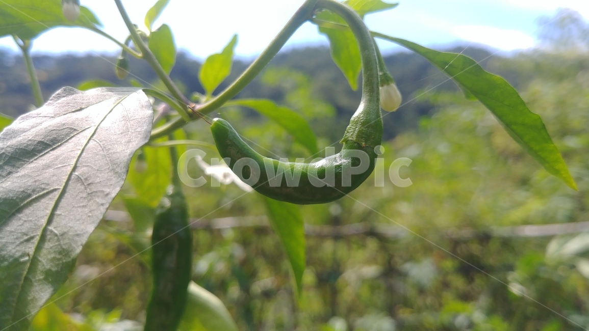 plant,식물,식품,야채,vegetable,food