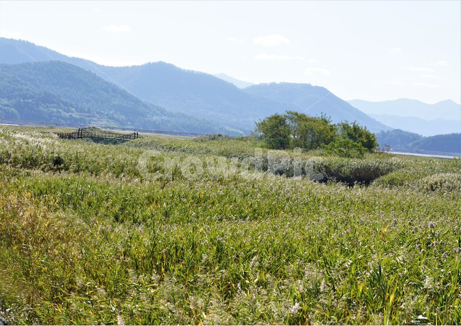가을,갈대,자연,식물,nature,fall,autumn,풍경,sky,산,하늘,나무,tree,자연,풍경,nature,landscape,outdoors,옥외,field,들,grassland,목초지,farm,농장,rural,농촌