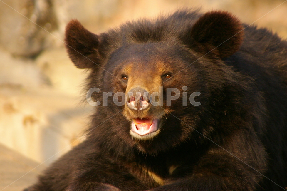 곰,동물,bear,animal,포유류,야생동물,동물,animal,포유류,mammal