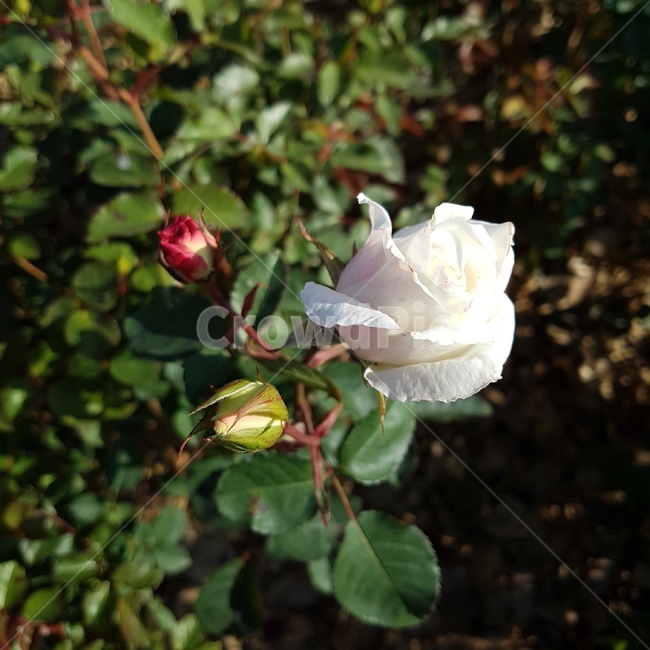 장미,흰장미,꽃봉오리,햇빛,어린왕자,식물,자연,plants,nature,꽃,flower