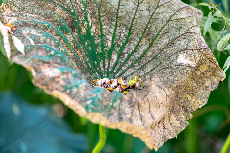 연잎,꽃잎,낙화,습지,자연,감성,식물,자연,plants,nature