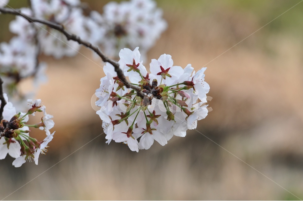 꽃사진,꽃,벚꽃,flower,자연,봄,계절,spring,season,식물,자연,plants,nature,꽃,flower,plant