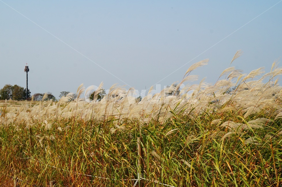 silver wave,Reed,Silver grass,Sky Park,autumn mood,autumn scenery,walking path,autumn,Date course