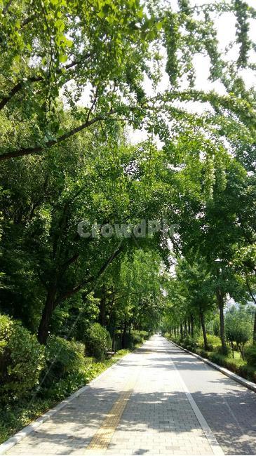 outdoors,옥외,정자,arbour,정원