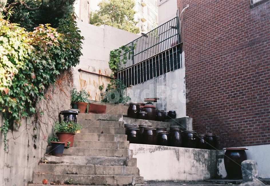 장독대,항아리,계단,덩쿨,한국전통,담쟁이덩쿨,식물,옹기,전통,동양,필름사진,필름,골목길,alley,빈티지사진,빈티지느낌,빈티지감성,vintage