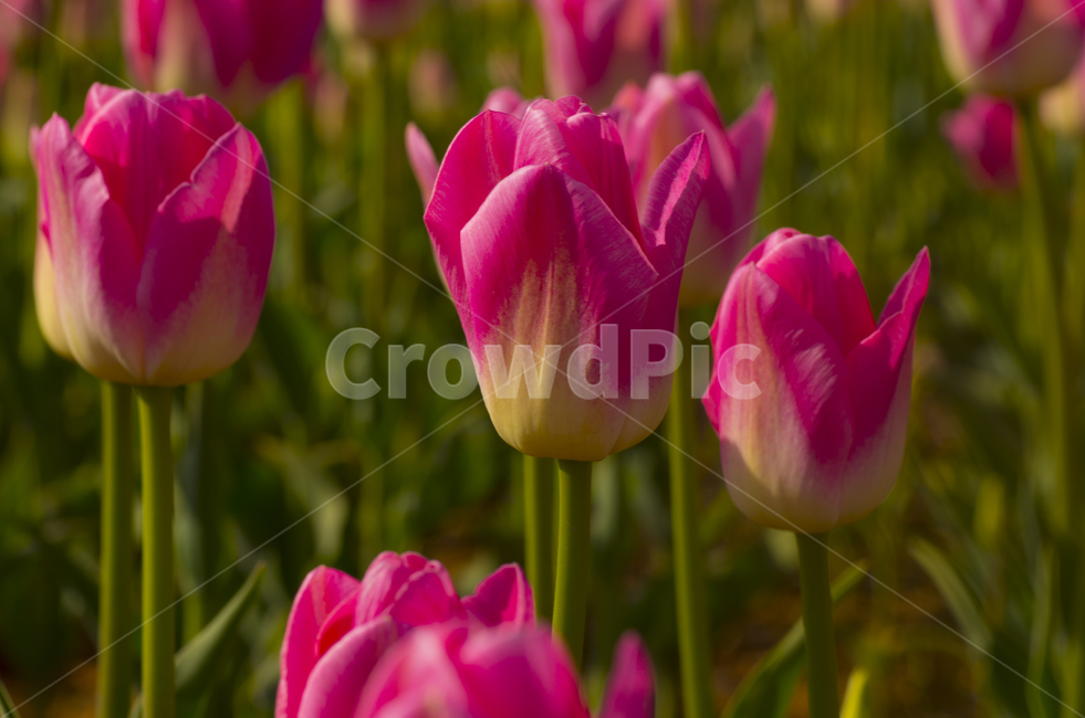 꽃송이,꽃,튤립,튜울립,꽃밭,tulip,분홍꽃,핑크,분홍튤립
