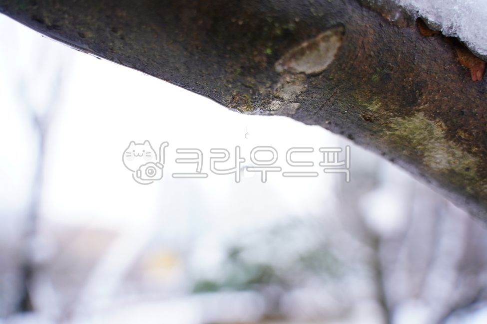 melting snow,drops,snow,water droplets,tree branch water