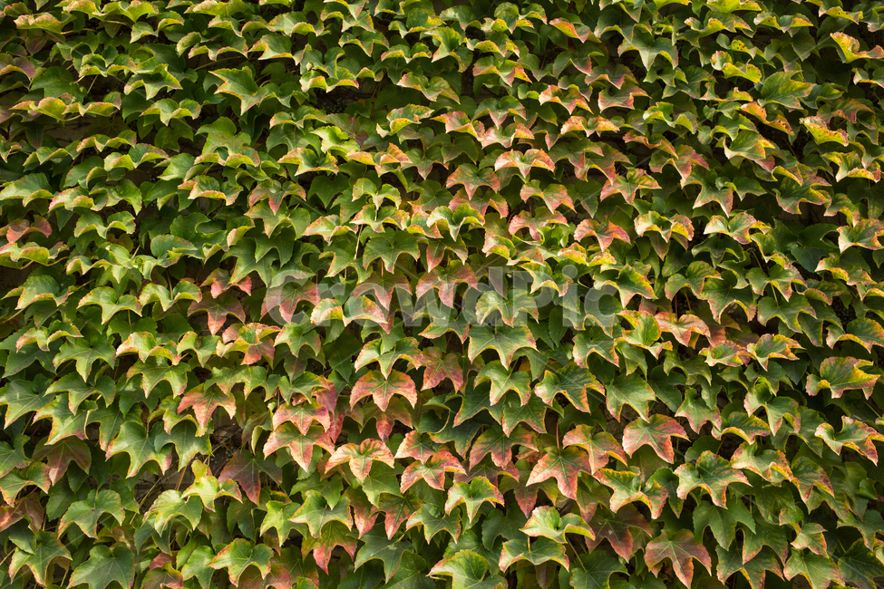 담쟁이덩굴,plant,식물,leaf,잎,자연,식물,자연,plants,nature