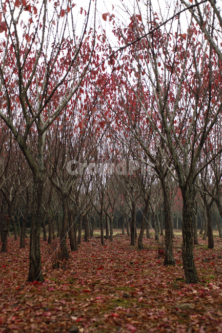 제주,jeju,단풍,가을,낙엽,화살나무,화살나무숲,단풍나무,fall,autumn,길,숲,나무,tree,식물,plant,wood,감성,자연,nature,red,빨강,빨간색,항몽유적지,계절,가을,계절,fall,autumn,season