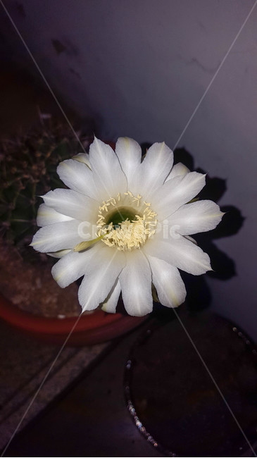 꽃,생화,근접,flower,선인장