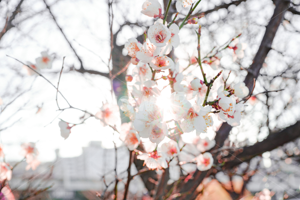 봄,봄꽃,봄내음,매화꽃,매화,매화나무,나무,산뜻한,느낌있는,감성사진,감성,plant,flower
