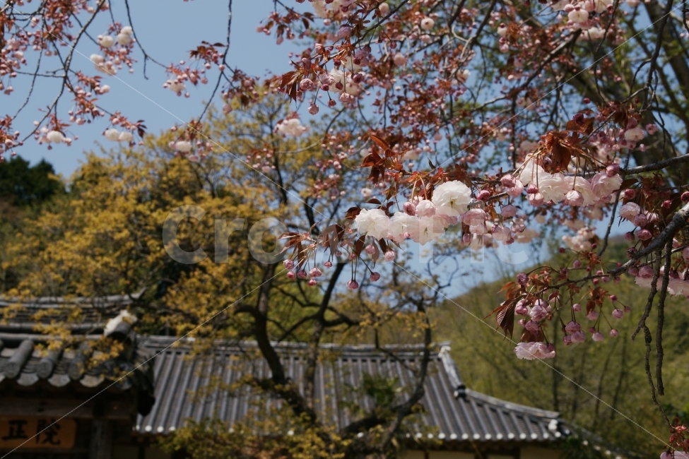 식물,벛꽃,겹벛,기와,봄,순천,식물,자연,plants,nature,한국전통,한국문화,korean traditional,korean culture,봄,계절,spring,season,꽃,flower,plant
