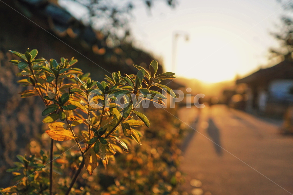 빛,light,플레어,flare,노을,해질녘,sunset,감성,가을,fall,autumn,풍경,햇빛,식물,자연,plants,nature