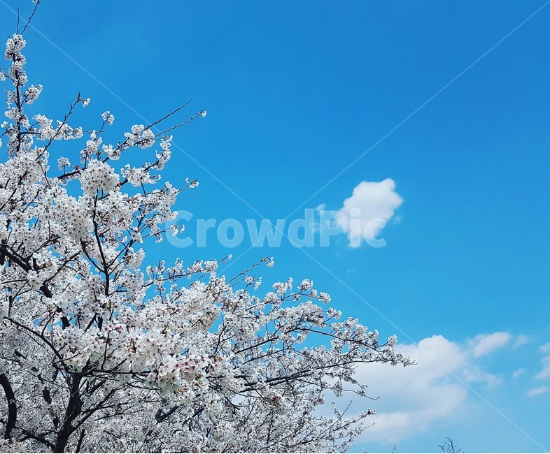 sunny day,blue sky,Cherry Blossom,outdoors,nature,Cherry blossom road trekking,Harmony