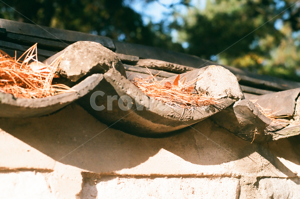 낙엽,고즈넉,나뭇잎,leaf,leaves,잎,한옥,기와,기와집,한국전통,한국문화,koreantraditional,koreanculture,문화,민속,고궁,전통,가을,계절,fall,autumn,season,자연,nature,감성,감성사진,빈티지,아날로그,필름,필름사진,필름카메라,film,filmcamera,sensible,feeling,plants