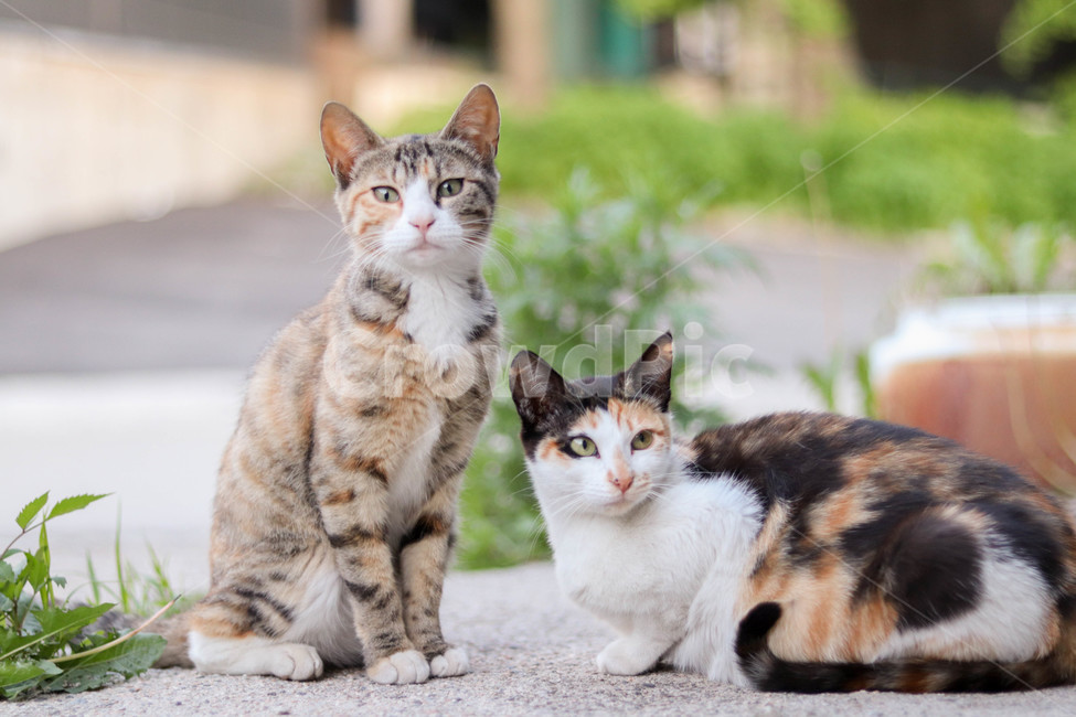 고양이,cat,길고양이,삼색냥이,삼색,자연,동물,animal,포유류,mammal,고양이,cat,kitten,kitty