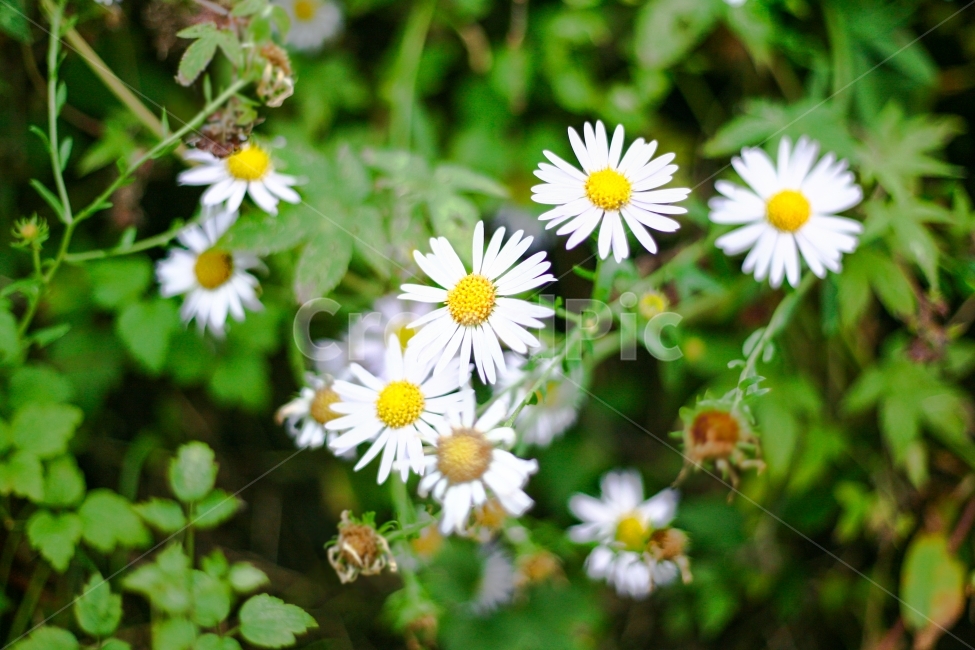 식물,꽃,감성사진,벌개미취,야생꽃,Asterkoraiensis,들판,야생,자연,자연풍경,초록,생화,원예,플로리스트,야생화,들꽃,친환경,다큐멘터리,매크로,접사,flower,fieldflowers,흰꽃,줄기,환경,시골,동네,고향,식물,자연,plants,nature,꽃,flower