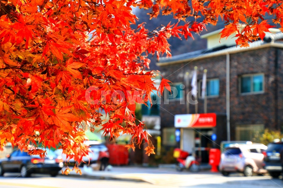 가을,단풍,나무잎,fall,autumn,leaf,우체국,postoffice,tree,나무,plant,식물,amaple,redleaves,가을,계절,fall,autumn,season