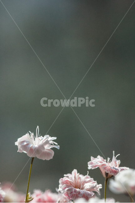 flower,flowers,꽃,꽃병,화병,식물,자연,plants,nature,꽃,flower