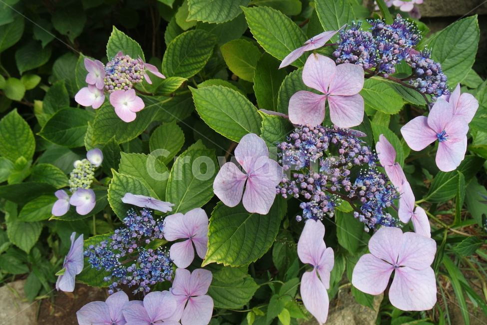 꽃,수국,보라색,식물,잎,초록색,계절,flower,자연,푸른꽃,푸른,푸른색,plants,식물,자연,plants,nature,꽃,flower