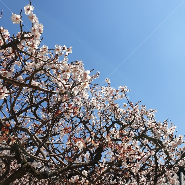 하늘,풍경,꽃,매화,벚꽃,봄,spring,소풍,나들이,청량,신선,봄,계절,spring,season,plant,식물,blossom,cherry blossom,flower
