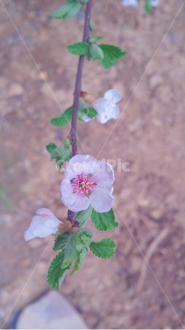 꽃,흰꽃,flower,싱그러운,흰색꽃,4월꽃,식물,자연,plants,nature,꽃,flower