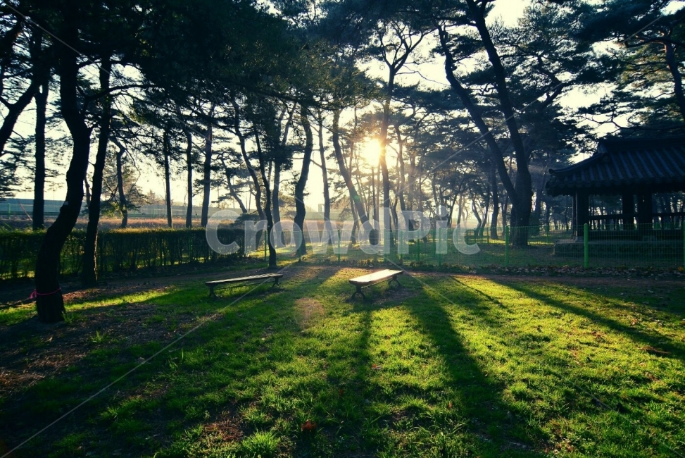 빛내림,송림,자연,아침햇살,빛,숲,풍경,nature,landscape,식물,plants,나무,trees,wood,휴식,힐링,rest,relaxation,healing,아침,눈부신,날씨,계절,따듯한,자연,풍경,nature,landscape,한국자연풍경,한국자연경관,korea nature landscape,식물,plants,나무,trees,wood,휴식,힐링,rest,relaxation,healing,sunlight,햇빛,flare,플레어,light,plant,grass,잔디