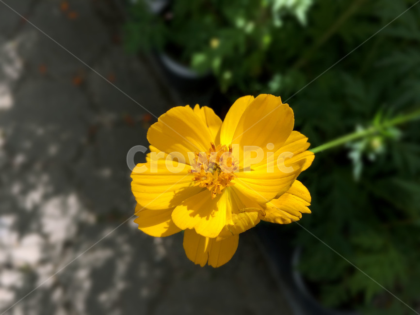 꽃,가을,노란색,자연,식물,가을꽃,식물,자연,plants,nature,꽃,flower